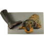 Fussmatte Dackel mit Brille 75x50 cm