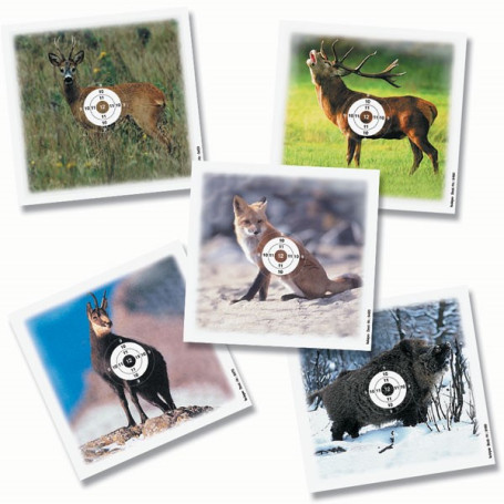 Ausbildungsscheiben Wild, Satz mit 5x50